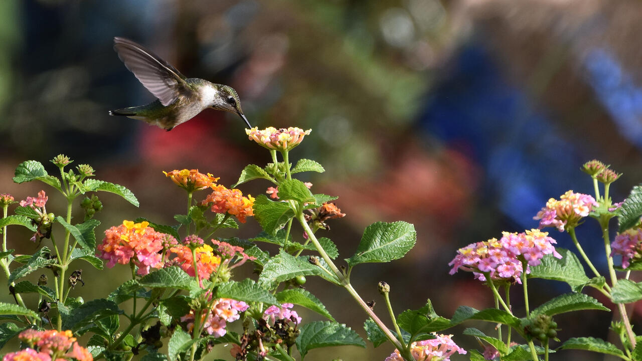 A hummingbird feeds on lantana.