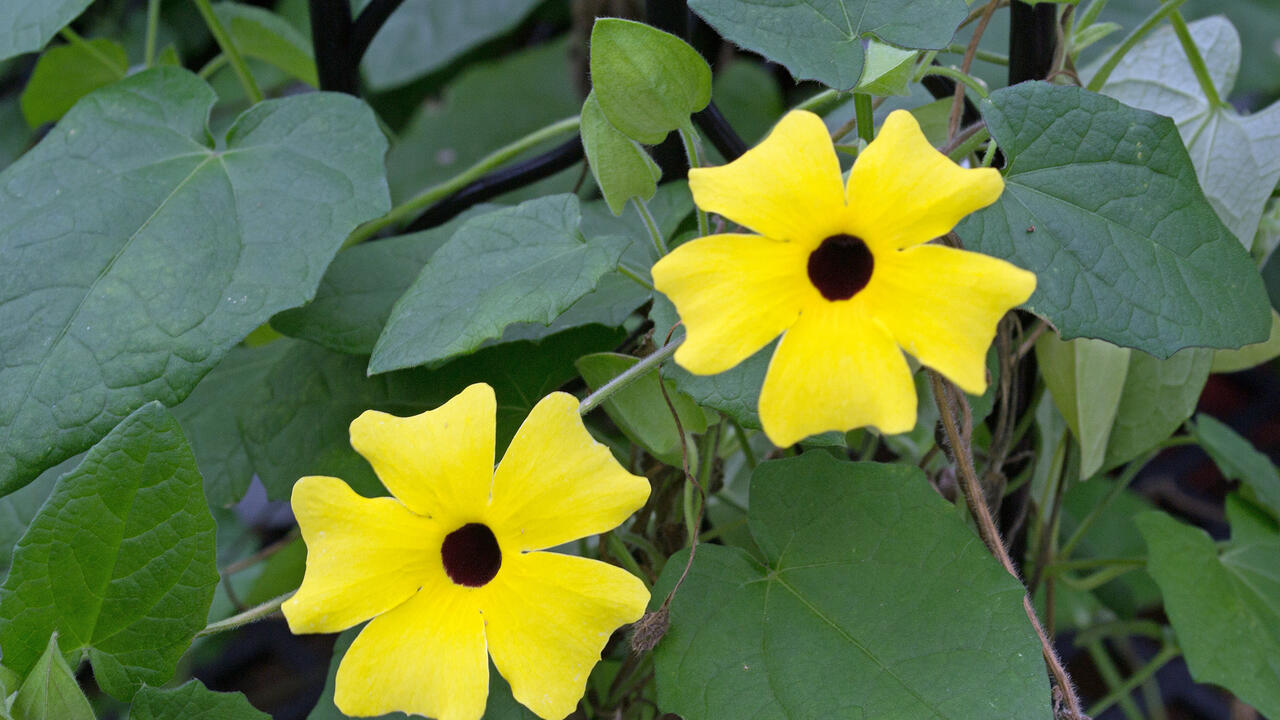 Two yellow blooms have black centers.