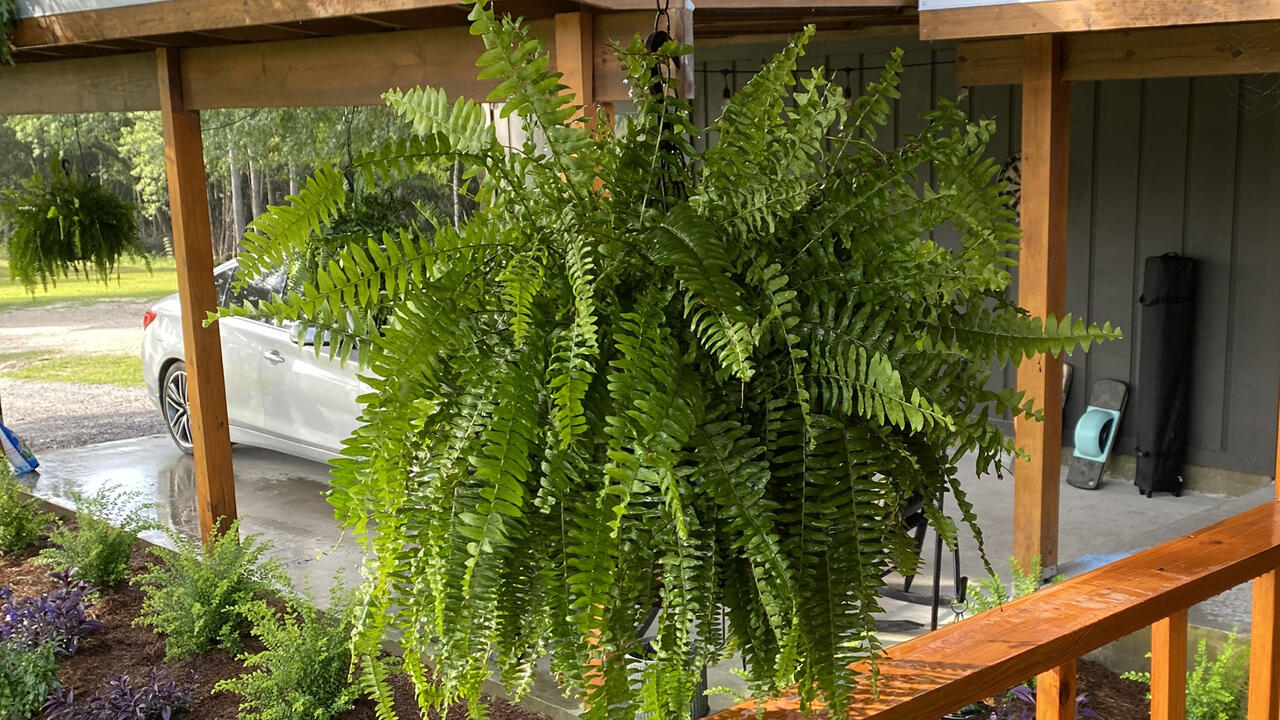 A fern hangs in a basket.