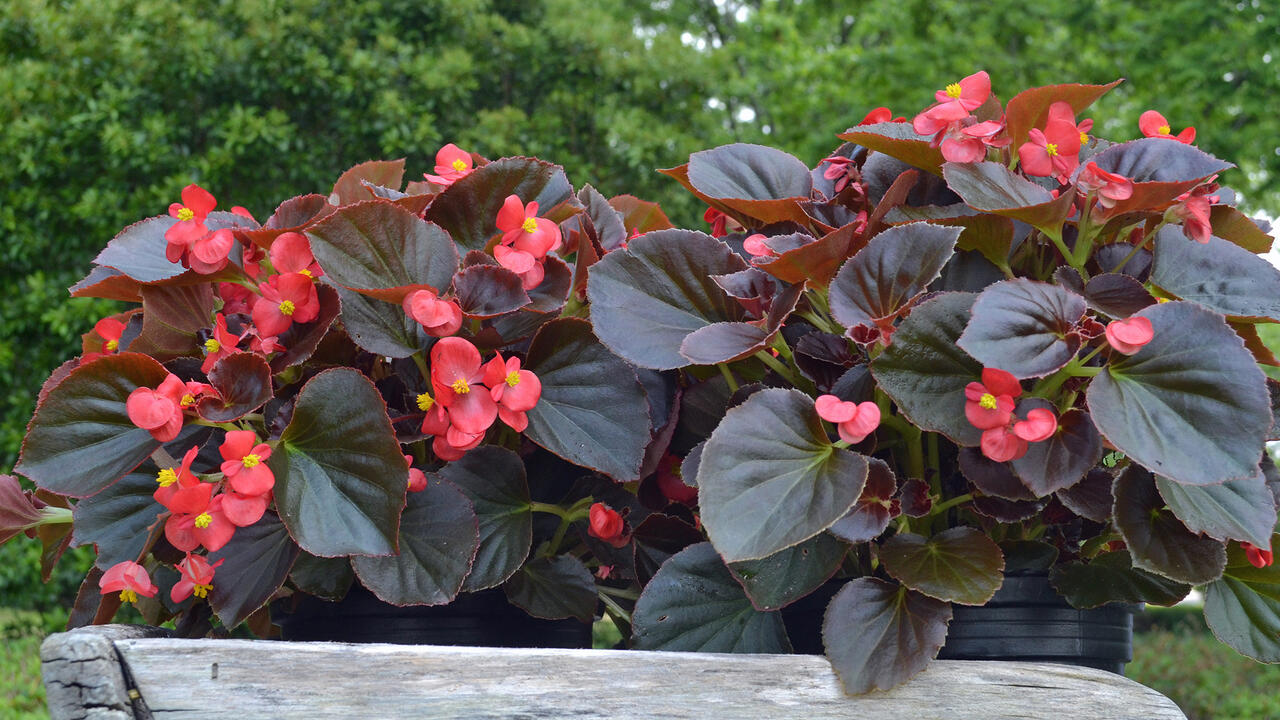 Plants with purple leaves and red flowers are in a wooden tray.