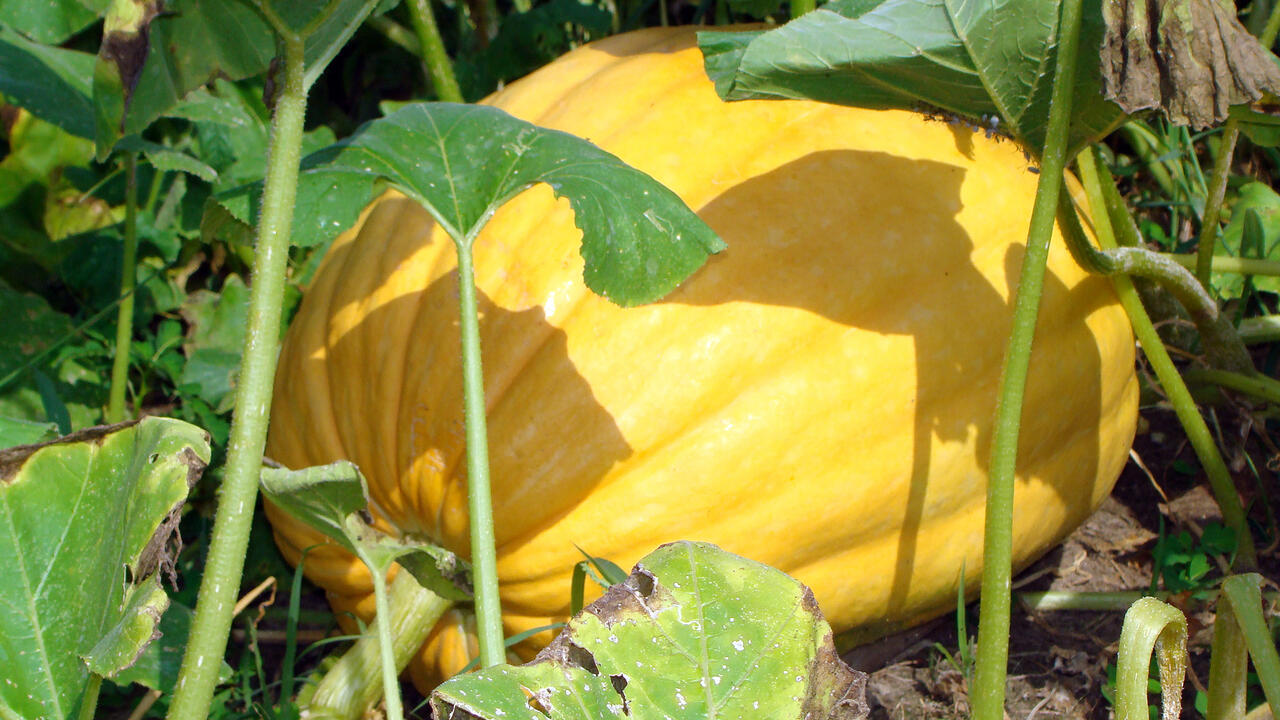 A large, yellow pumpkin grows on a vine.