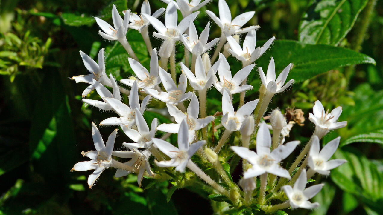 Small, white flowers bloom in a cluster.