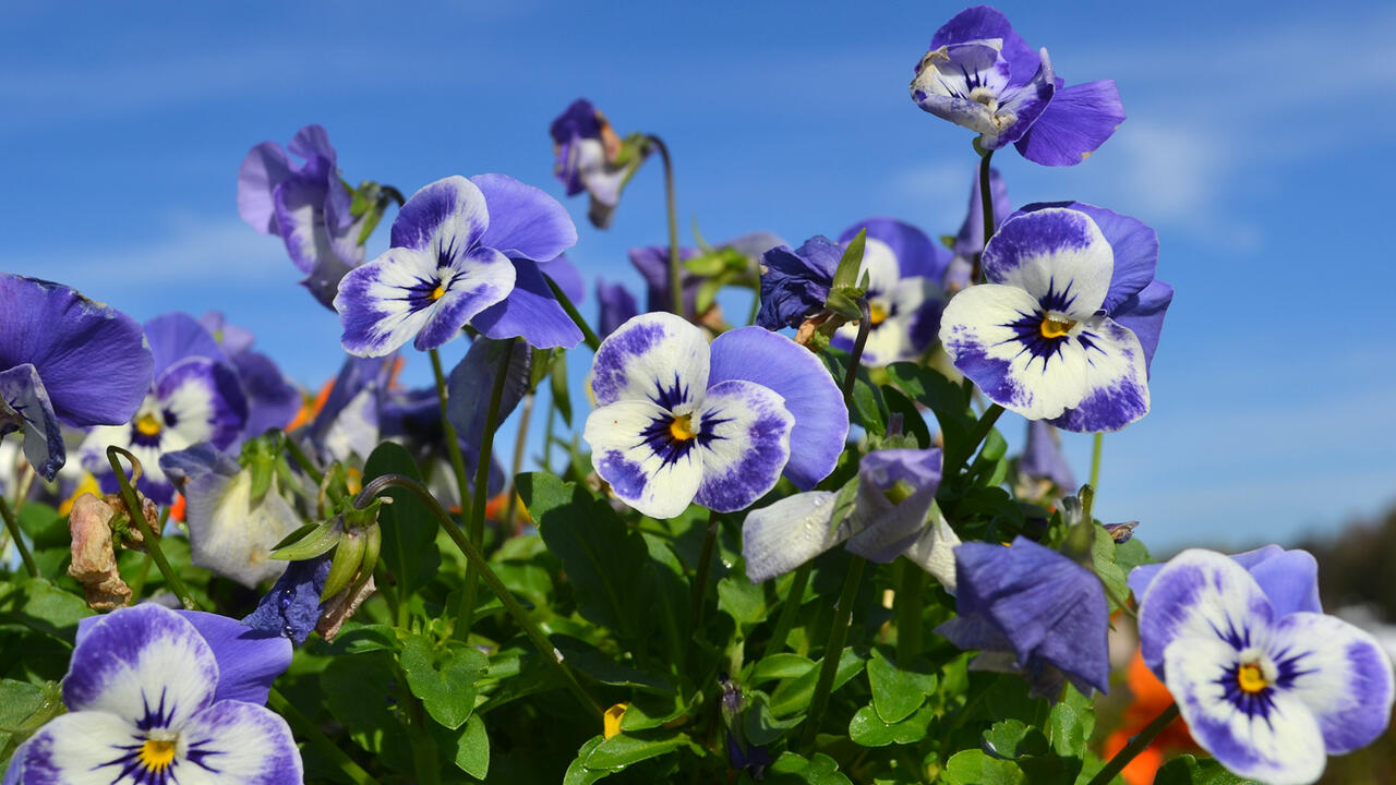Blue and white flowers bloom above green foliage.