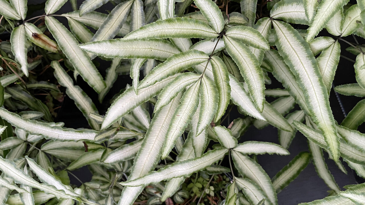 Ferns have white and green leaves.