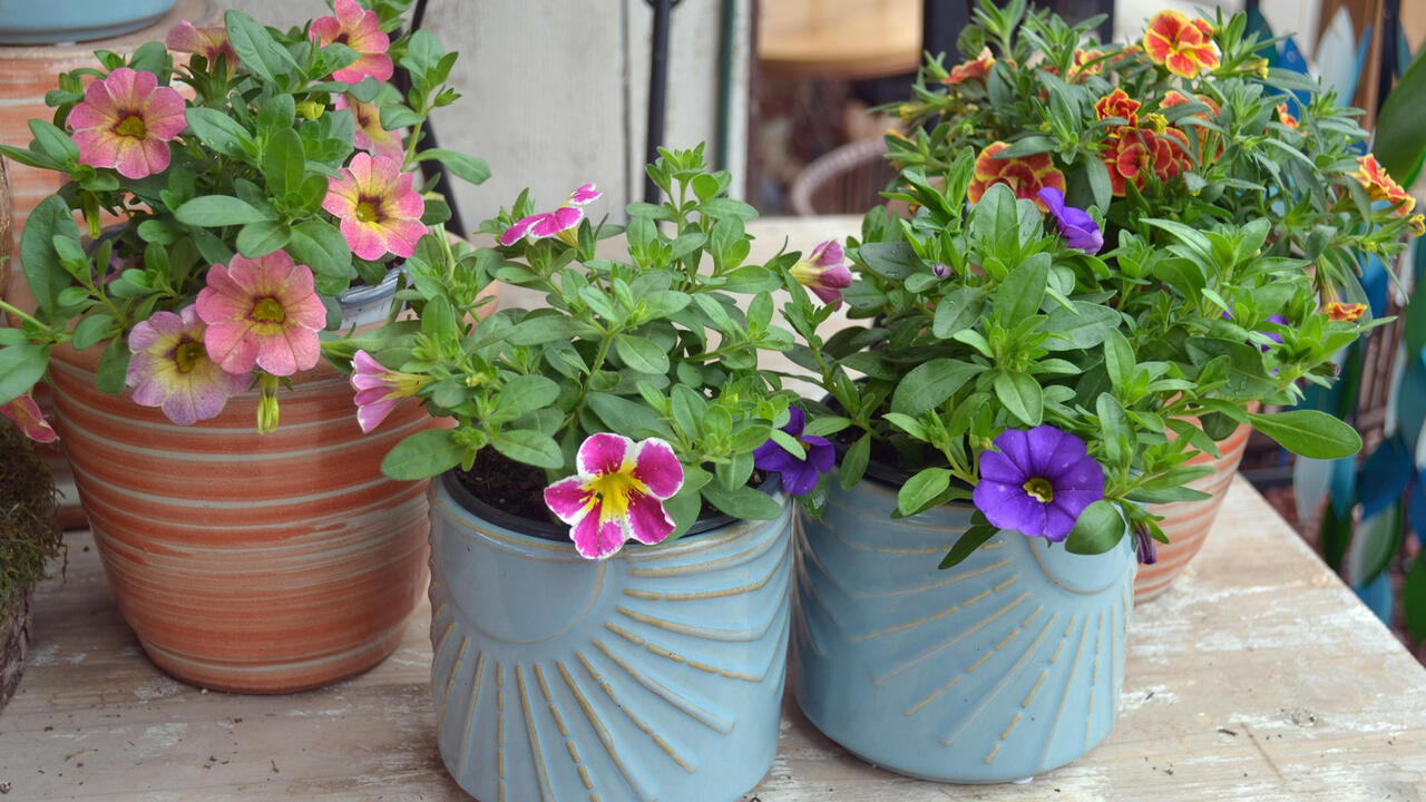 Four containers hold small, blooming plants.