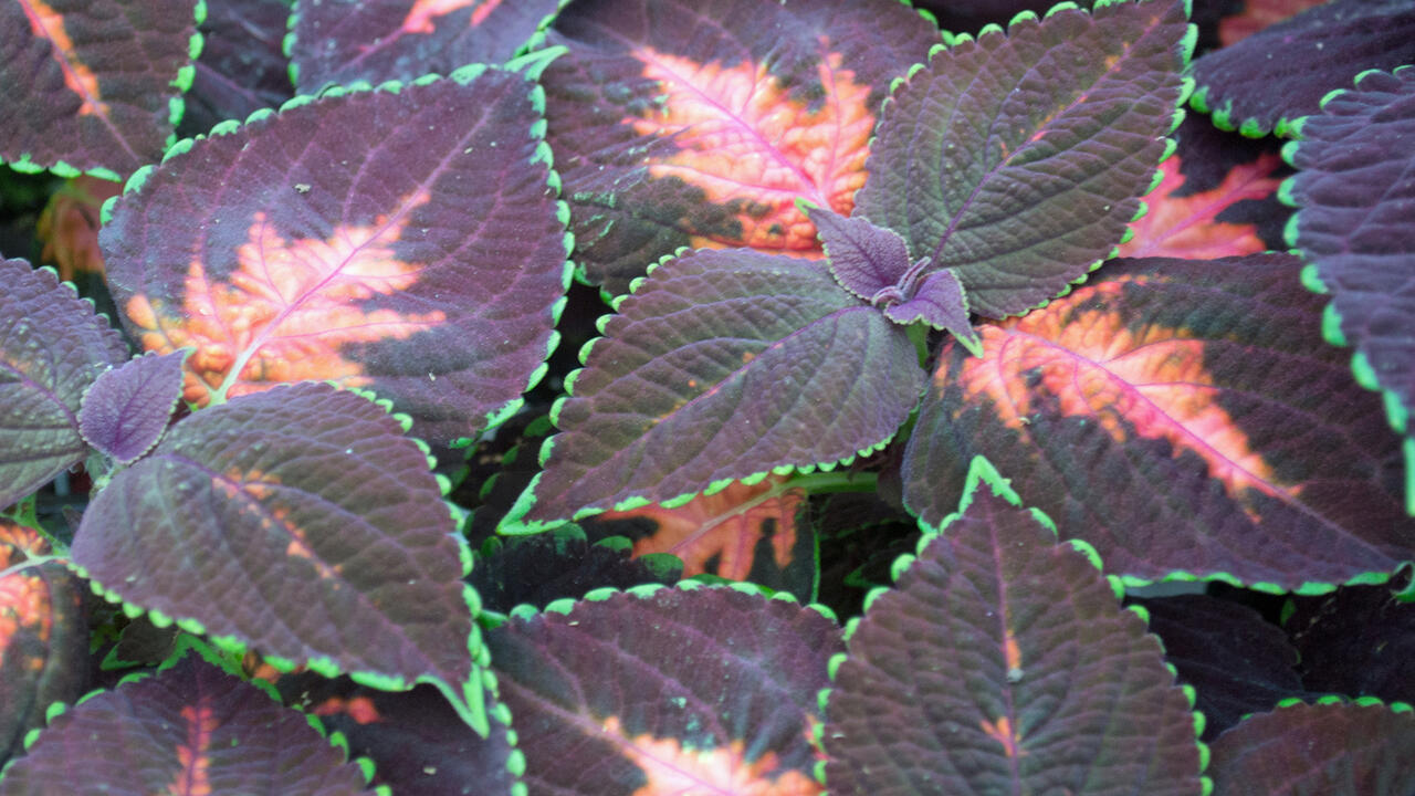 Dark leaves with pink centers are edged in bright green.