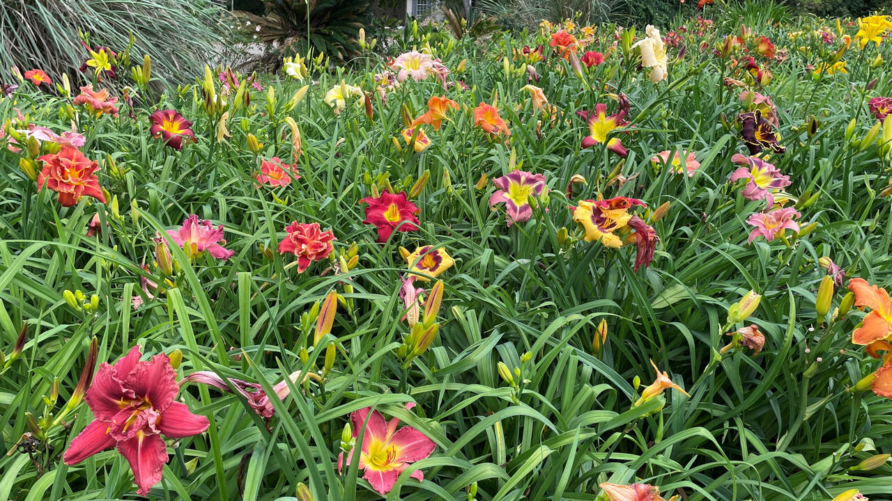 Dozens of colorful blooms rise above grassy foliage.