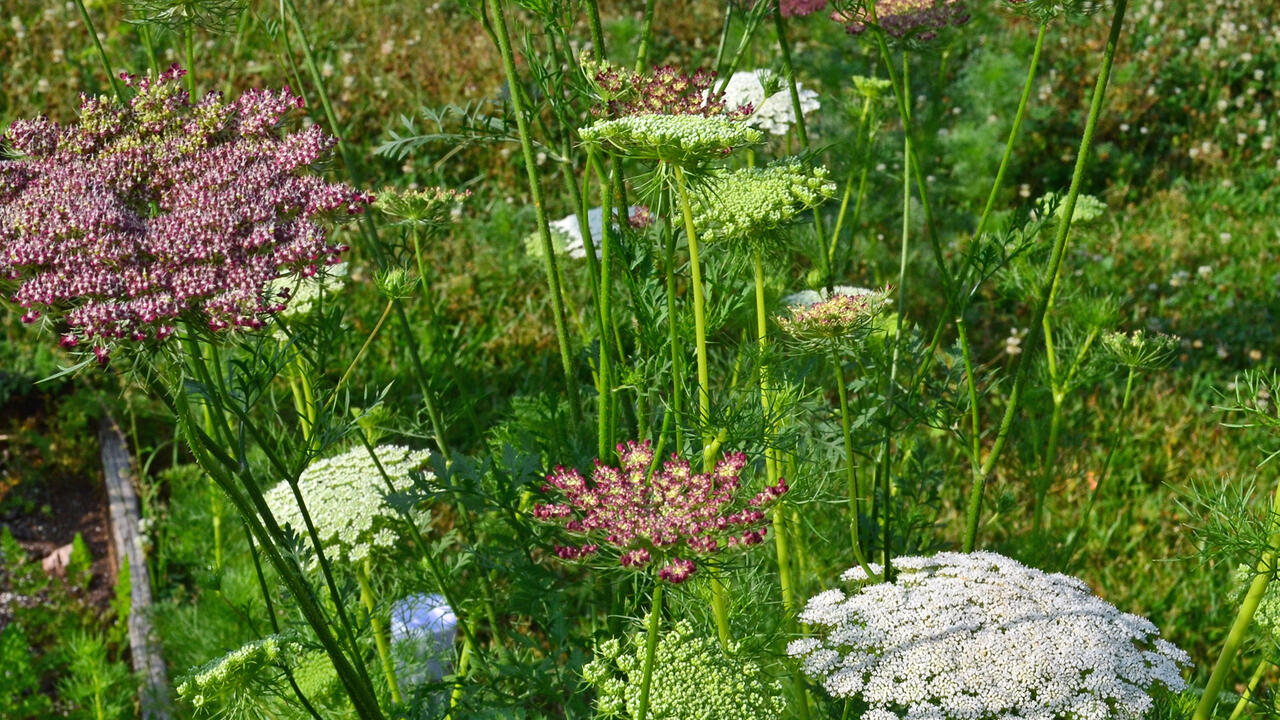 Delicate flower heads bloom in white and purple.