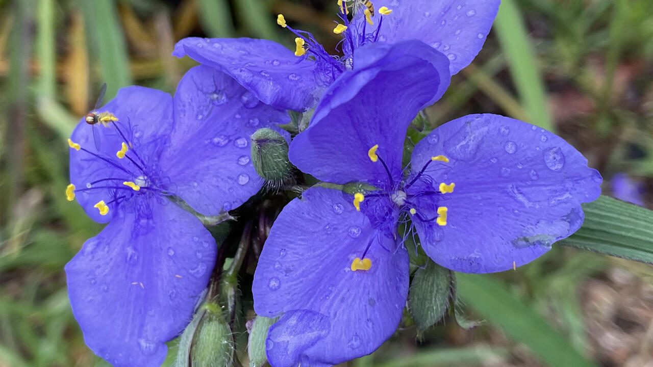 Three purple flowers bloom in a small cluster.