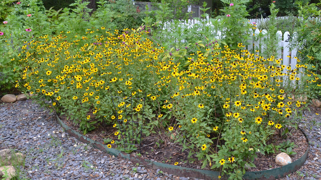 A patch of yellow flowers blooms in a garden.