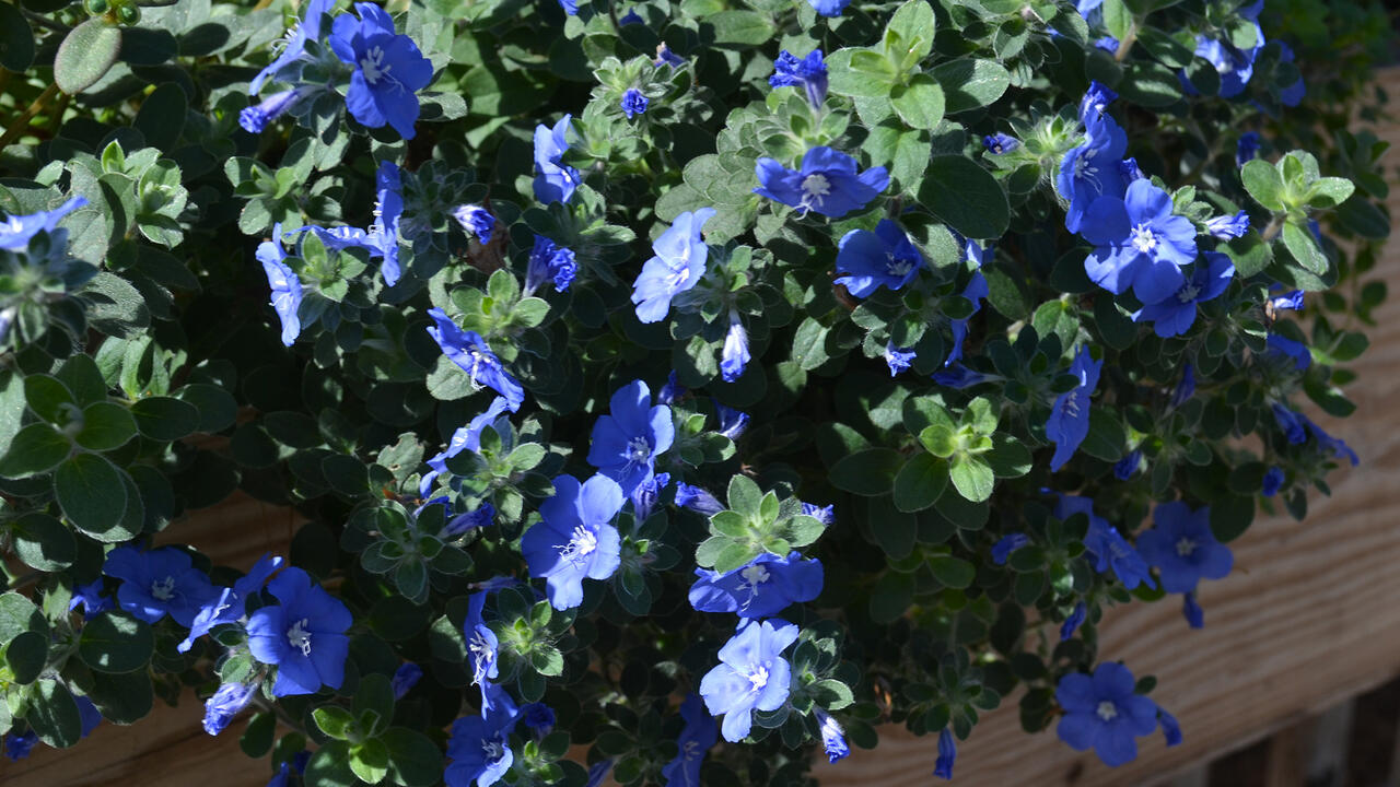 Small blue flowers bloom on a bush that drapes a fence.