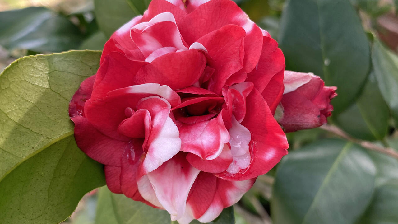 A large bloom is red and white.