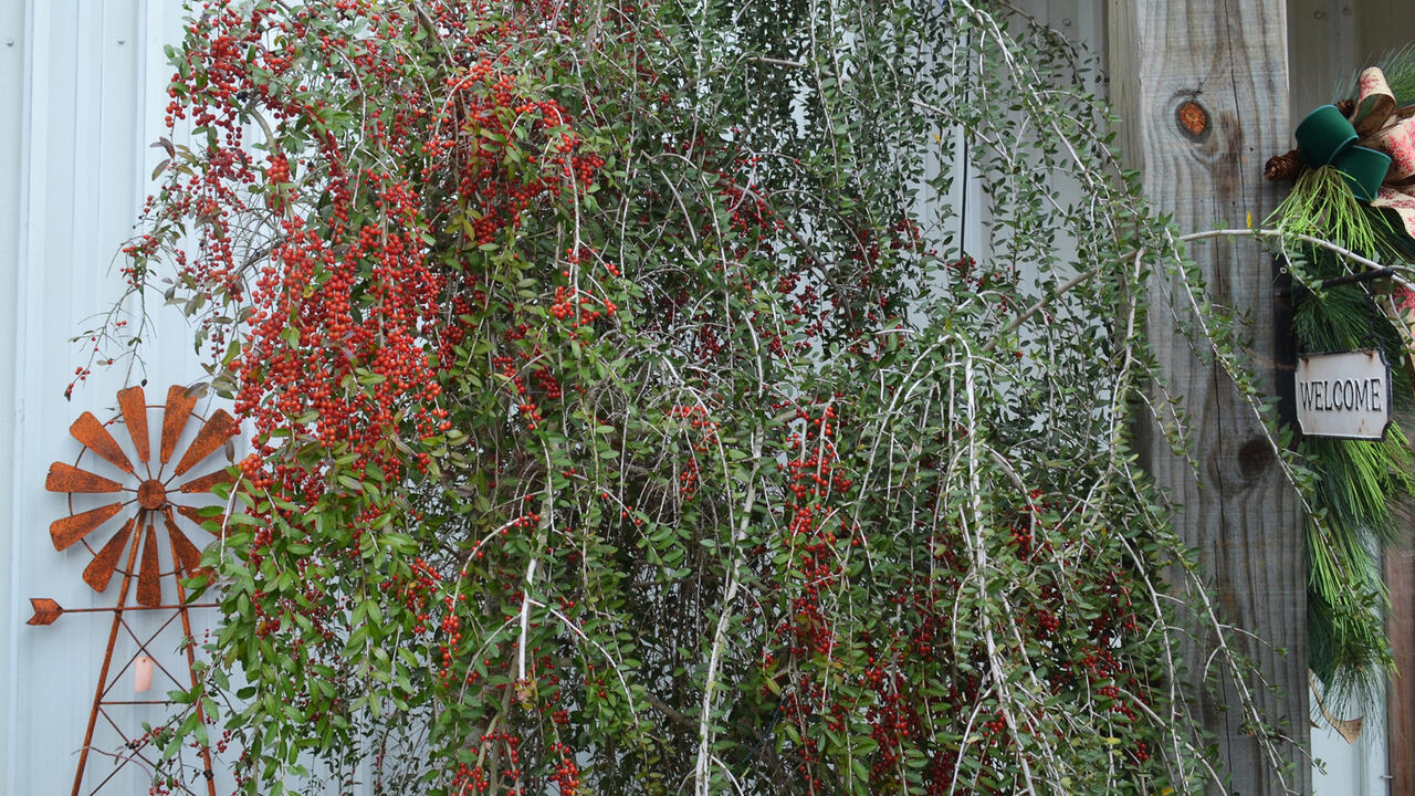 A small tree covered with red berries grows outside a building.