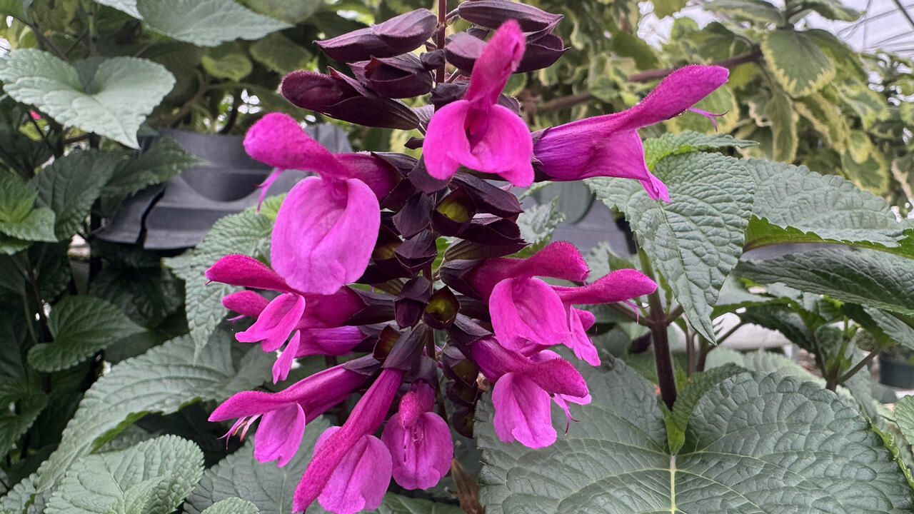 Pink flowers bloom on dark-green foliage.