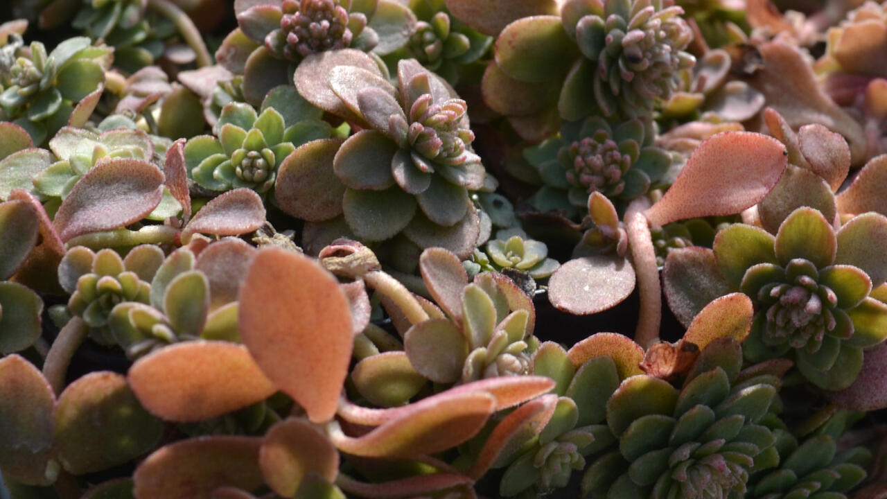 Closeup of thick, round succulent leaves that are reddish green.