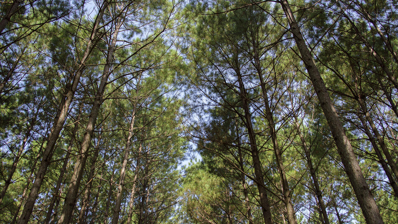 Pine trees are viewed from the ground looking up.