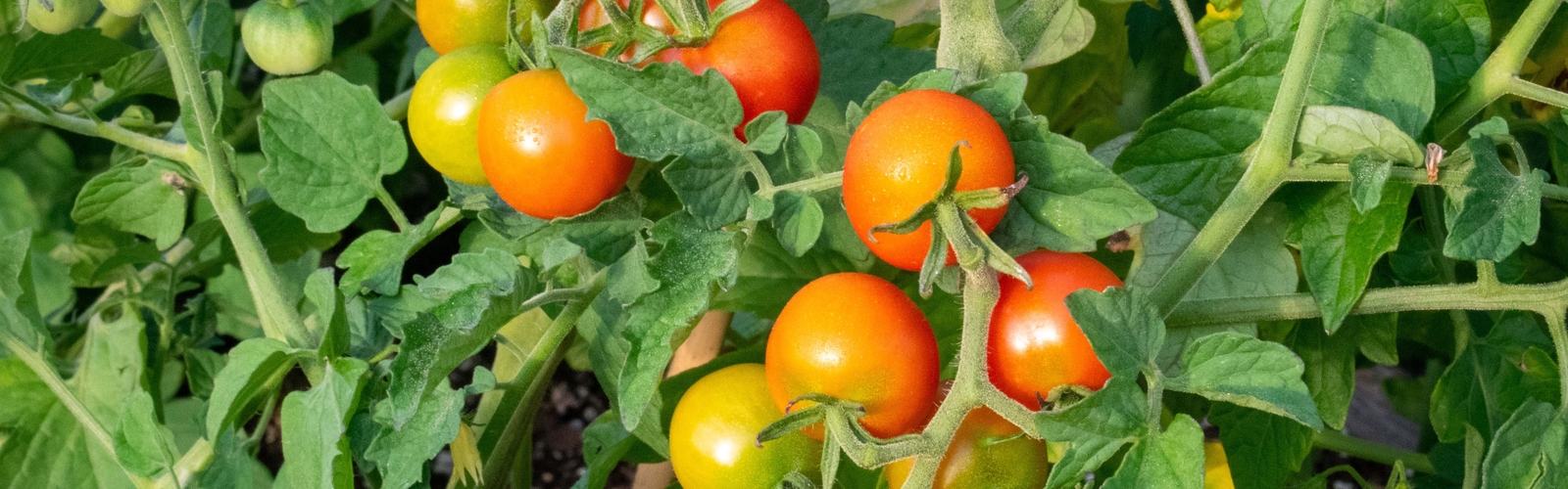 Clusters of small tomatoes range from green to red.