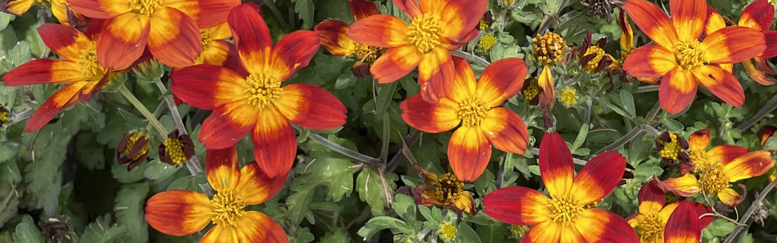 Red flowers with orange centers grow on green foliage.