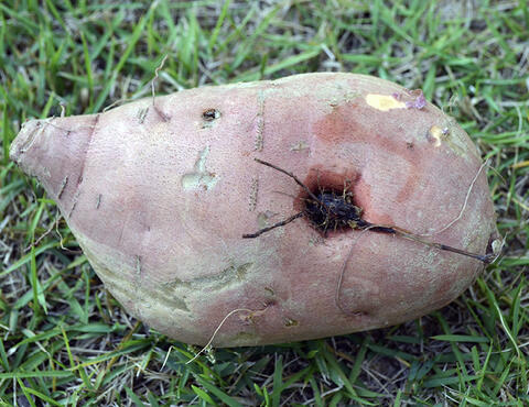 A close up view of a nutsedge tuber growing out the side of a sweetpotato.