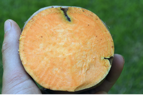 A cut sweetpotato shows where nutsedge growth has infiltrated the side and inside of the of the vegetable.