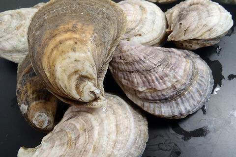 Image of multiple oysters
