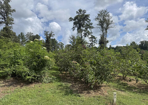 Shrubs and trees of various sizes grow in a garden.