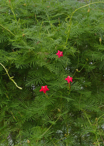 A dense green background highlights red blooms.