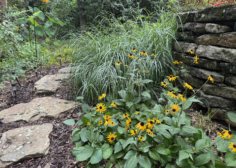 A plant with yellow flowers blooms in front of a stone wall.
