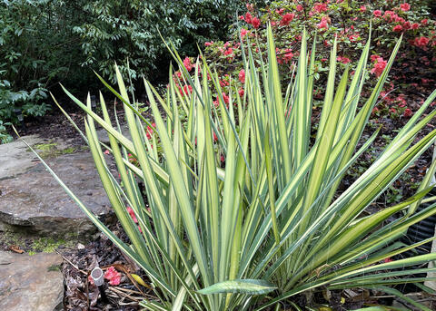 A spiky plant grows in front of stones and red blooms.