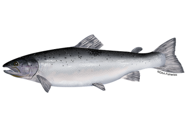 Salmon fish