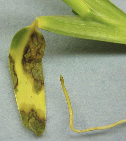Close-up of a St. Augustinegrass leaf showing gray leaf spot lesions that are turning the leaf yellow (chlorotic) and brown, illustrating progression toward leaf death.