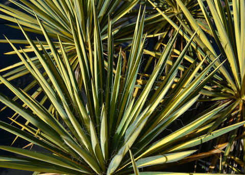 A plant has spikes of green.