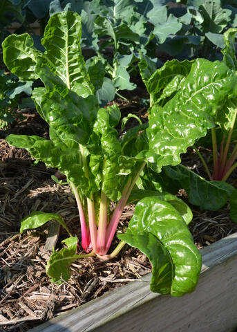 Leafy plants have colorful stems.