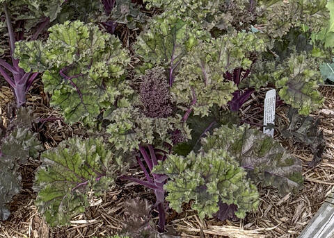 A plant has purple stems and ruffled leaves.