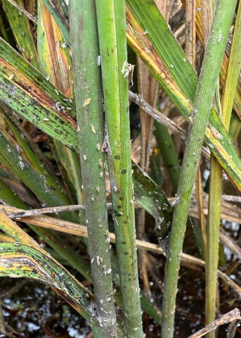 Tiny insects gather on green plant stalks.