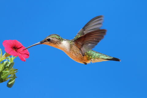 A hummingbird hovers while feeding on a bright-pink flower.