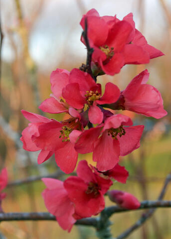 A cluster of red flowers blooms on an upright branch.