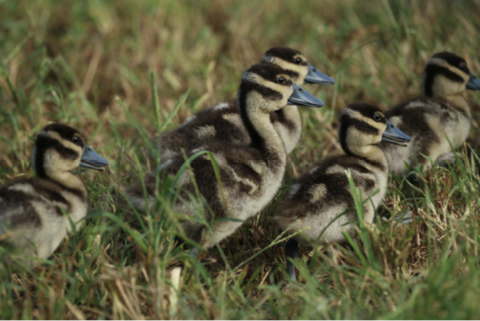 Closeup of several small ducklings in a grassy area.