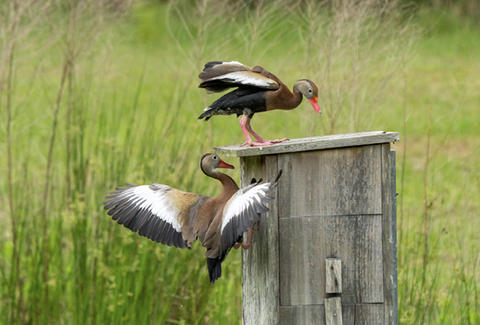 One duck inspects the top of a wooden nest box as another, with its wings extended, examines the entrance.