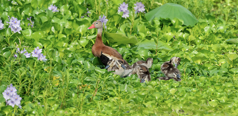 An adult duck and several ducklings are nestled among thick vegetation and flowers.