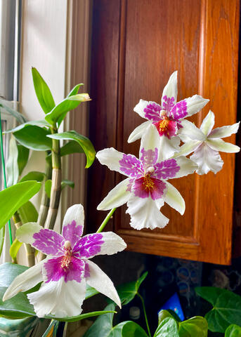 White flowers with purple centers bloom on a single stem indoors.