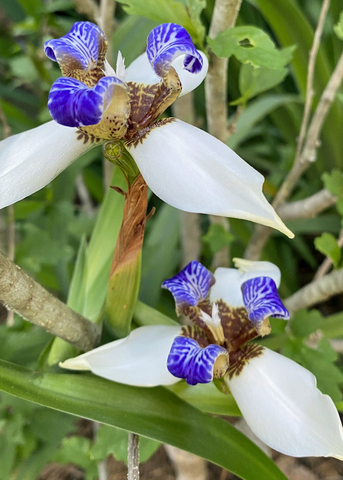 Two delicate flowers have large white leaves and smaller blue leaves.