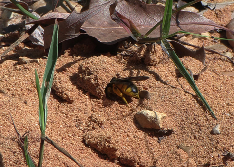 The wings and end of a bee are visible as it enters a hole in the ground.