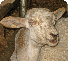A sheep with its eyes squinted shut.