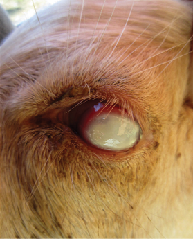 Close-up of a small ruminant's eye, which is milky white with a red rim.