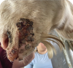 Close-up of the side of a white goat's face showing black, crusty sores on its mouth.