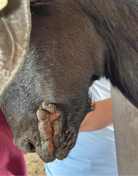 Close-up of the side of a sheep's face showing raised sores around its mouth.