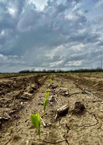 Small, green plants grow in a field under storm clouds.