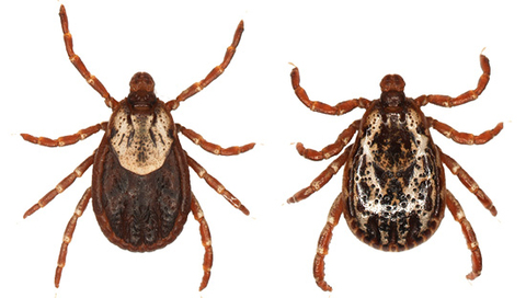 Side-by-side images of American dog ticks, the female has a smaller light-colored shield behind the head and a darker abdomen, while the male has a more extensive light mottled pattern covering most of its back.