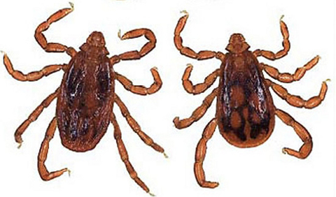 Two reddish ticks with curled legs on a white background.
